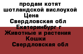 продам котят шотландской вислоухой › Цена ­ 2 000 - Свердловская обл., Екатеринбург г. Животные и растения » Кошки   . Свердловская обл.